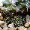 Copiapoa _humilis _ssp.variispinata 'paposoensis' 04